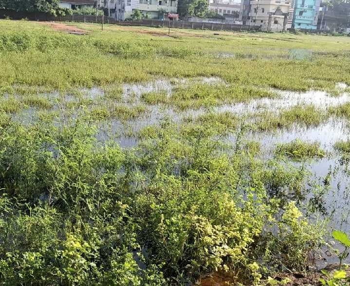 సీకే హైస్కూల్ గ్రౌండ్లో దోమల బెడద - Udayam