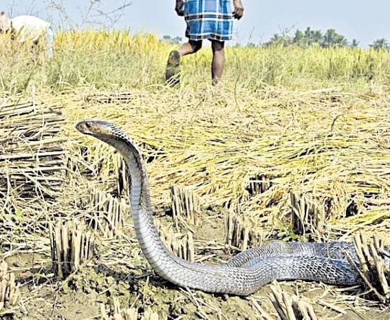 పాము కాట్లతో 60 మంది మృతి - Udayam