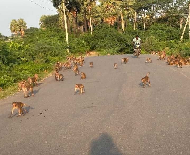 ఇనుగుర్తిలో చెరువు కట్టపై కోతుల గుంపులు - Udayam