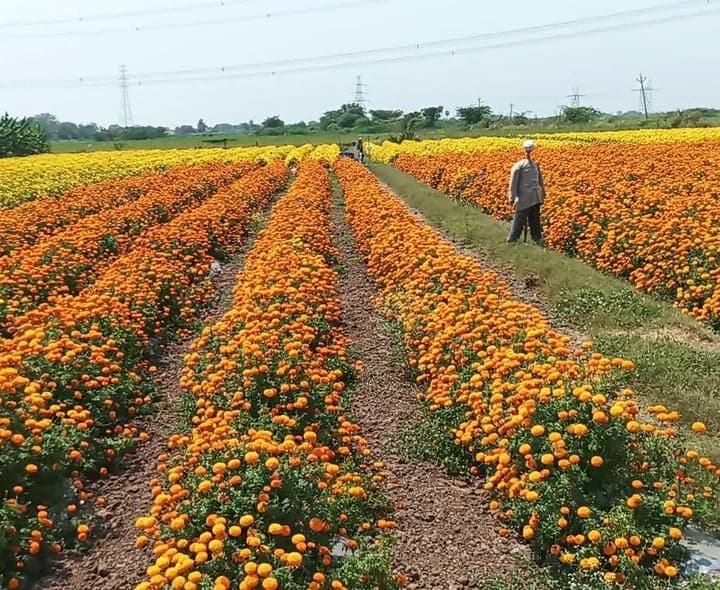 ఖాజీపేటలో పూలకు గిట్టుబాటు ధర కరువు - Udayam