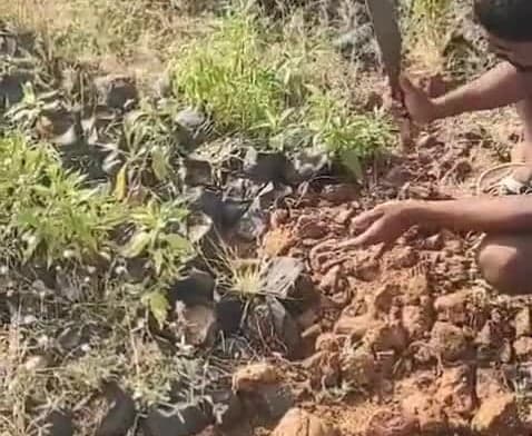 మీర్జాపూర్లో ఫీల్డ్ అసిస్టెంట్పై ఆరోపణలు - Udayam