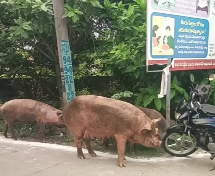 కొల్లూరులో ప్రభుత్వ కార్యాలయాల వద్ద పందుల సంచారం - Udayam