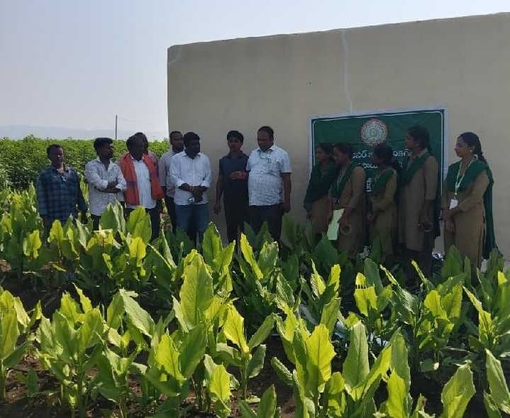చీడపీడల నివారణపై రైతులకు అవగాహన - Udayam