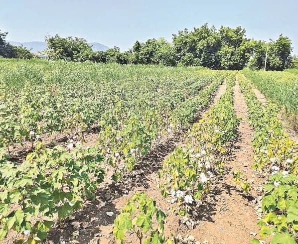 ఆదిలాబాద్ జిల్లాలో 16 మండలాలకు కరవు ముప్పు - Udayam