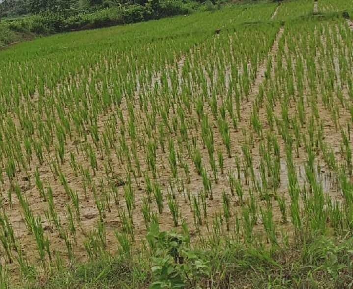 వర్షాభావంతో ఎండుతున్న వరి నాట్లు