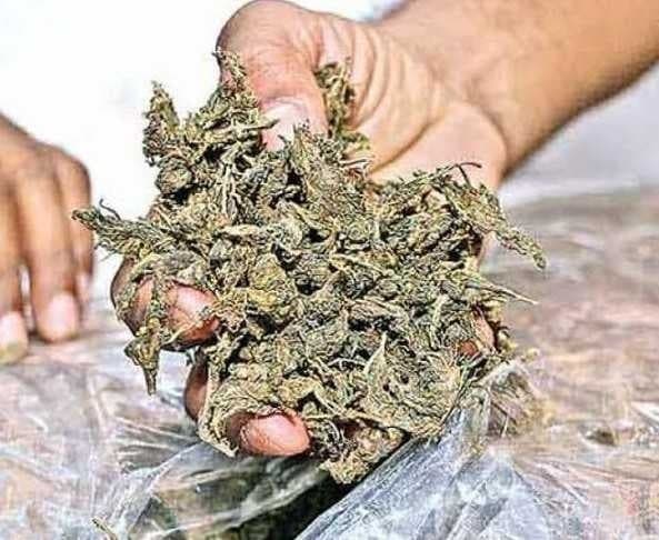 రఘునాథపాలెంలో 4.375 కిలోల గంజాయి పట్టివేత - Udayam