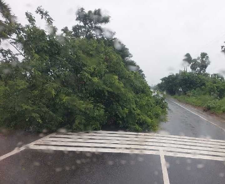 పెడనలో రోడ్డుపై కూలిన భారీ వృక్షం - Udayam