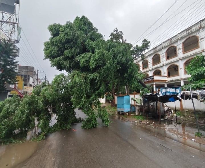 పాలకొండలో విరిగిపడ్డ భారీ వృక్షం - Udayam