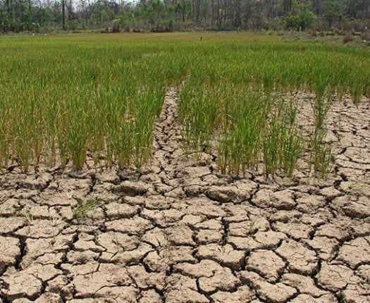 ధారూరును సాధారణ కరవు మండలంగా ప్రకటన - Udayam