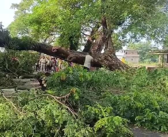 గోకవరంలో రోడ్డుపై కూలిన చెట్టు - Udayam
