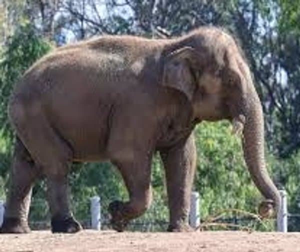 కొట్టుపరువులో కరిరాజులు