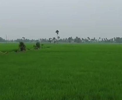 కే.గంగవరంలో చిరుజల్లులు.. రైతుల్లో సందిగ్ధం - Udayam
