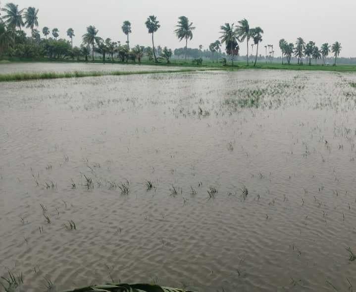 ఆచంటలో వర్షాలకు వరి చేలు ముంపు - Udayam