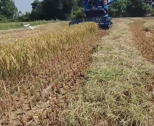 నంగునూరులో మొదలైన వానాకాలం వరి కోతలు - Udayam