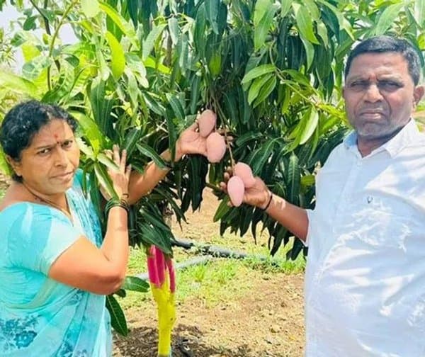 అదిలాబాద్లో అరుదైన మియాజాకి మామిడి పండ్ల సాగు! - Udayam Digital
