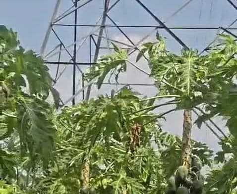 కొమరాడలో విద్యుత్ పునరుద్ధరణ పనులు - Udayam