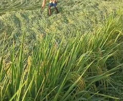 కందుకూరులో గాలులకు నేలవాలిన వరి పంట - Udayam