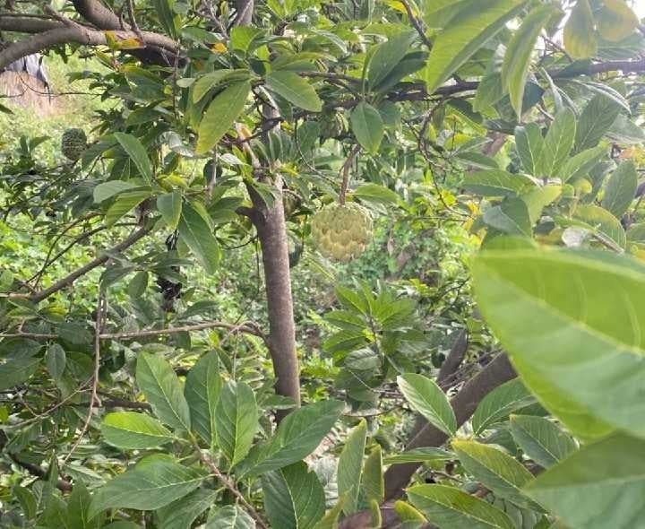 నర్సంపేట మార్కెట్లో తగ్గిన సీతాఫలాల సందడి - Udayam