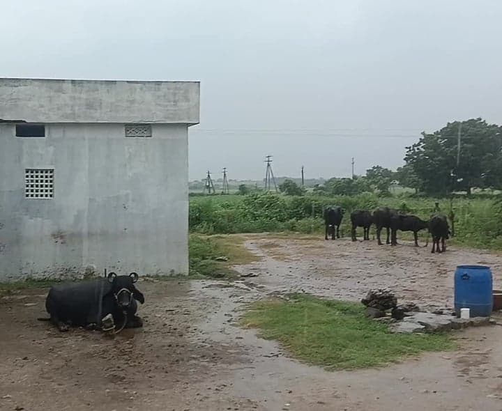 సత్తెనపల్లిలో తెల్లవారుజాము నుంచే వర్షం - Udayam