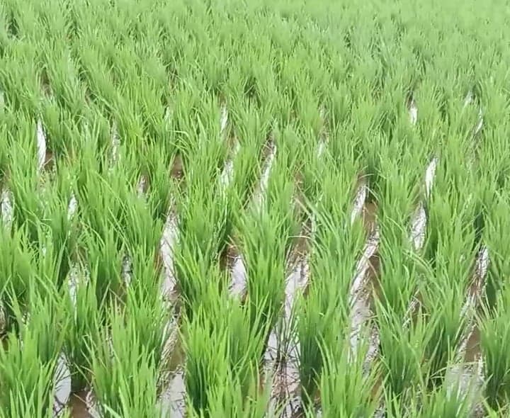 వర్షాలతో పచ్చబడిన వెలుగోడు వరి చేలు - Udayam