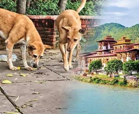 రేబిస్ను నిర్మూలించిన భూటాన్.. ఆగ్నేయాసియాలో తొలి దేశం - Udayam
