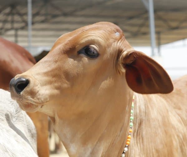 గోవధ నిషేధంపై సుప్రీంకోర్టు సంచలన తీర్పు - Udayam Digital