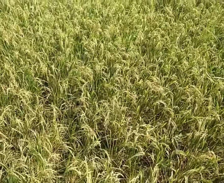 సన్న ధాన్యానికి క్వింటాలుకు రూ.4,500 - Udayam