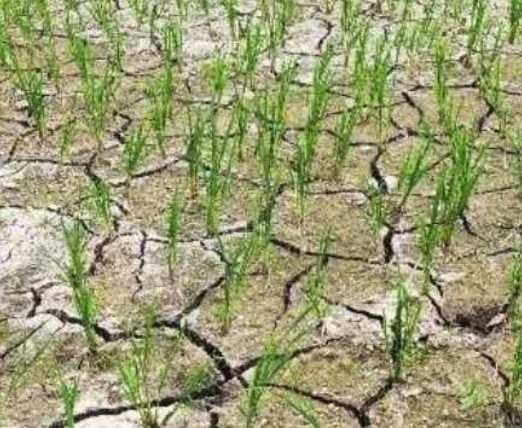 ఉండ్రాజవరంలో నీరందక ఎండుతున్న పంటలు - Udayam