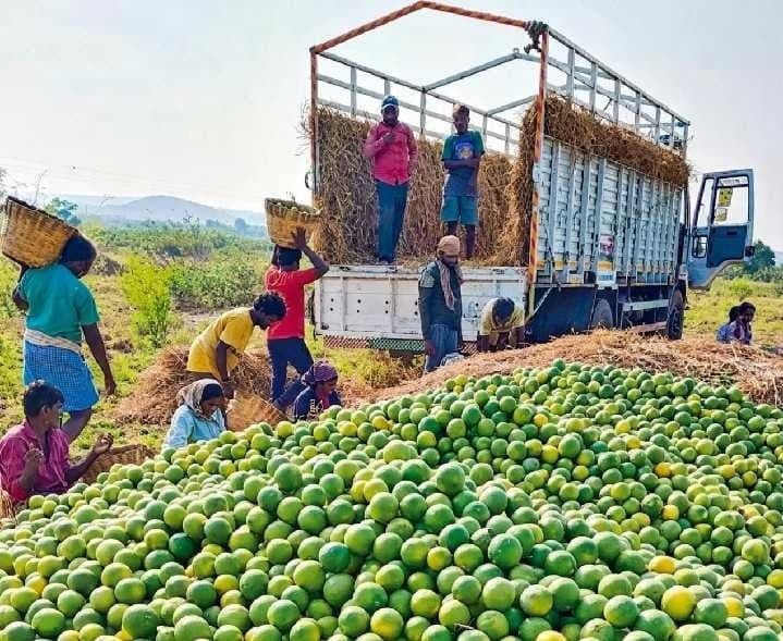 దసరా వేళ చీనీ రైతులకు ఊరట - Udayam