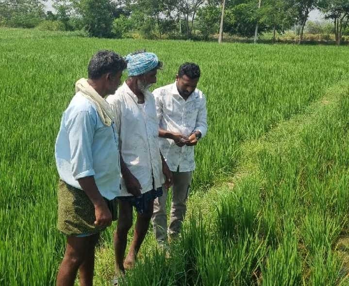 వరి పంటలో పురుగుల నివారణపై సూచనలు - Udayam