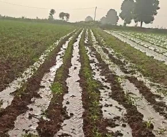 ఎల్నినో ప్రభావంతో ఎండుతున్న మిర్చి తోటలు - Udayam