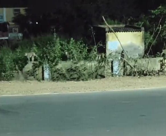 అడవులు అంతరించడంతో ఊరిలోకి కోతులు - Udayam