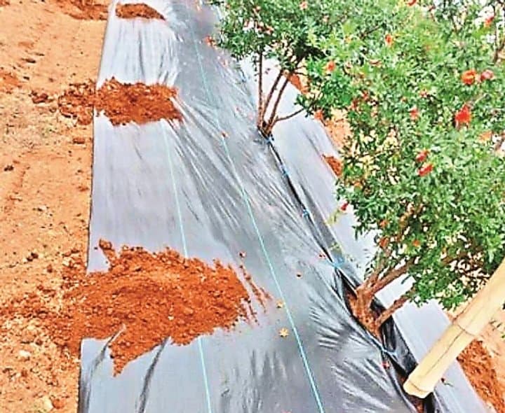 ఎల్నినో వేళ ఉద్యాన పంటలకు పంచసూత్రాలు