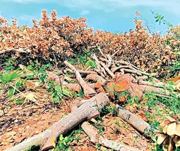 వంద ఎకరాల కొండ భూమి కబ్జా - Udayam Digital