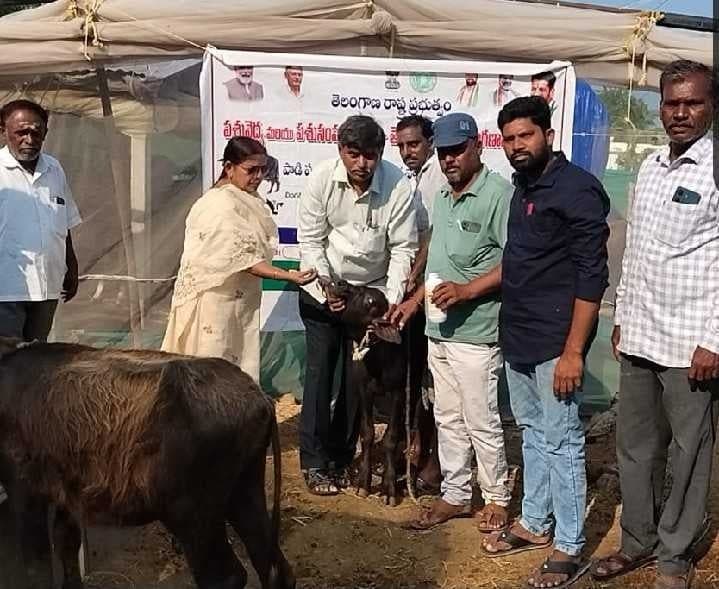 పశువుల గర్భకోశ వ్యాధులపై అప్రమత్తంగా ఉండాలి - Udayam