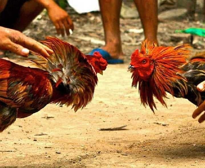 చెరుకుపల్లిలో కోడిపందేలపై పోలీసుల దాడి - Udayam
