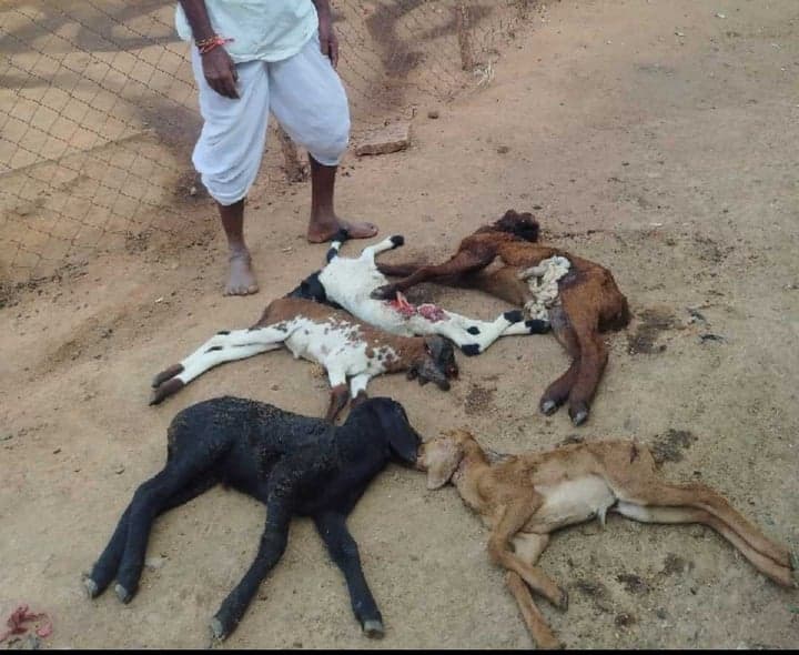 కుక్కల దాడిలో ఐదు గొర్రెపిల్లలు మృతి - Udayam