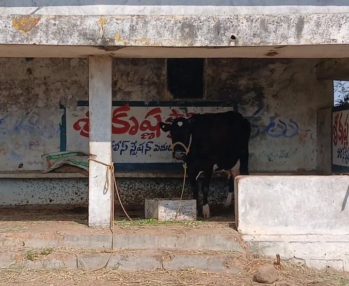 ఉప్పునుంతలలో పశువుల షెడ్డుగా బస్టాండ్ - Udayam