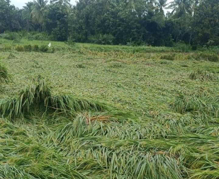 తుఫాన్తో 102 హెక్టార్లలో పంట నష్టం - Udayam