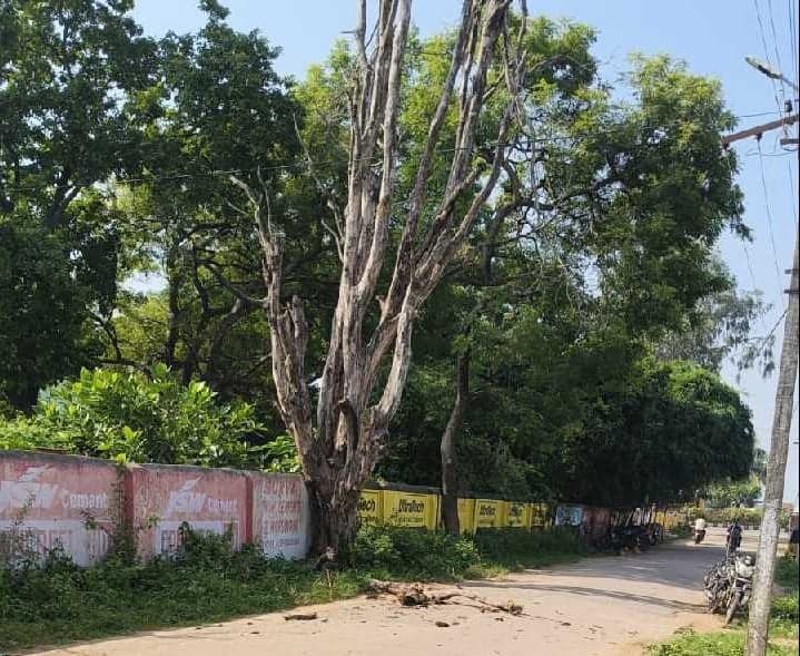 ఎండిన చెట్టుతో పొంచి ఉన్న ప్రమాదం - Udayam