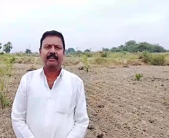 పామాయిల్ తోటలో అంతరపంటగా మొక్కజొన్న - Udayam