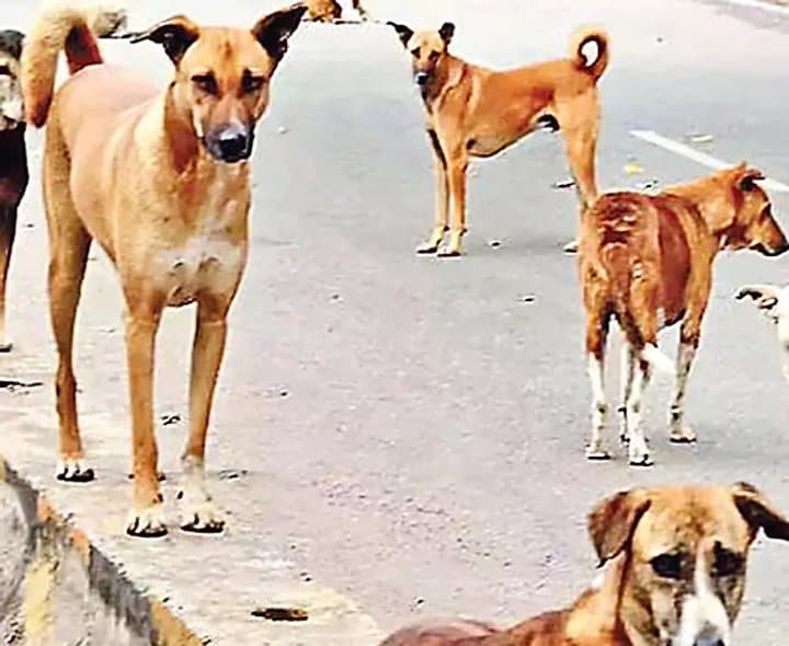కుక్కల భయంతో పది స్కూళ్లు మూత - Udayam