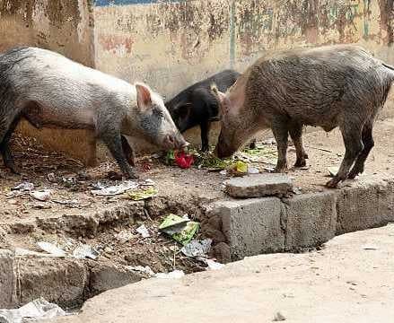 పందుల స్వైర విహారంతో ప్రజలకు ఇబ్బందులు - Udayam