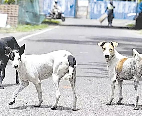 పిచ్చికుక్కలకు కారుణ్య మరణం - Udayam