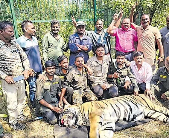 ముగ్గురిని బలిగొన్న పులిని బంధించిన అటవీ అధికారులు - Udayam
