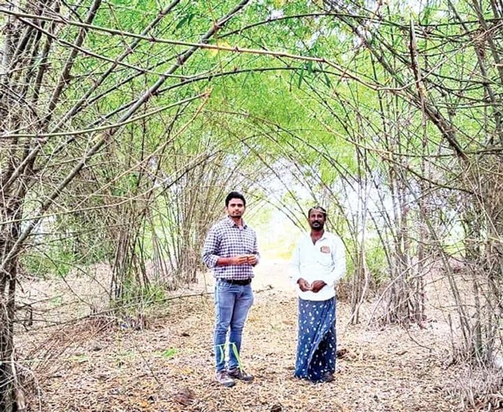 వెదురు సాగుతో స్థిర ఆదాయం - Udayam Digital