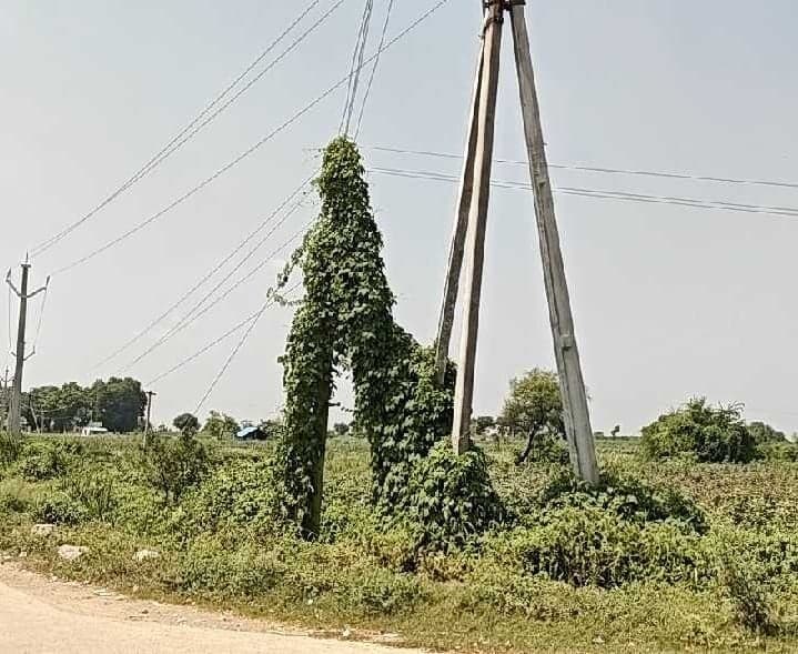 విద్యుత్ స్తంభానికి అల్లుకున్న పిచ్చి మొక్కలు - Udayam