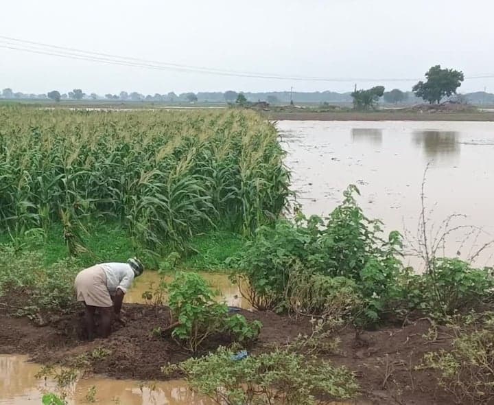 కొత్తపల్లెలో నీట మునిగిన మొక్కజొన్న పంట - Udayam