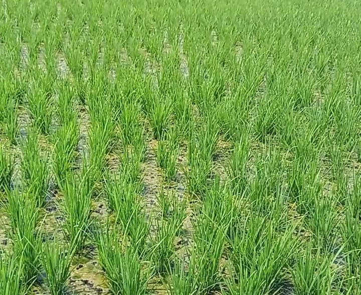 వెలుగోడులో ఆలస్యమైన వరి నాట్లు - Udayam