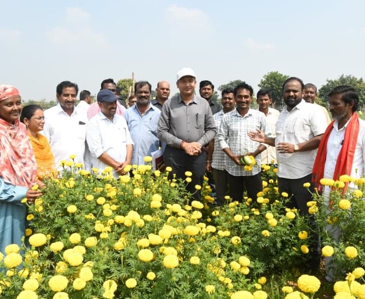 ఆదిలాబాద్లో పూల తోటలు, టమాటా పంటలను పరిశీలించిన కలెక్టర్ - gallery image 3